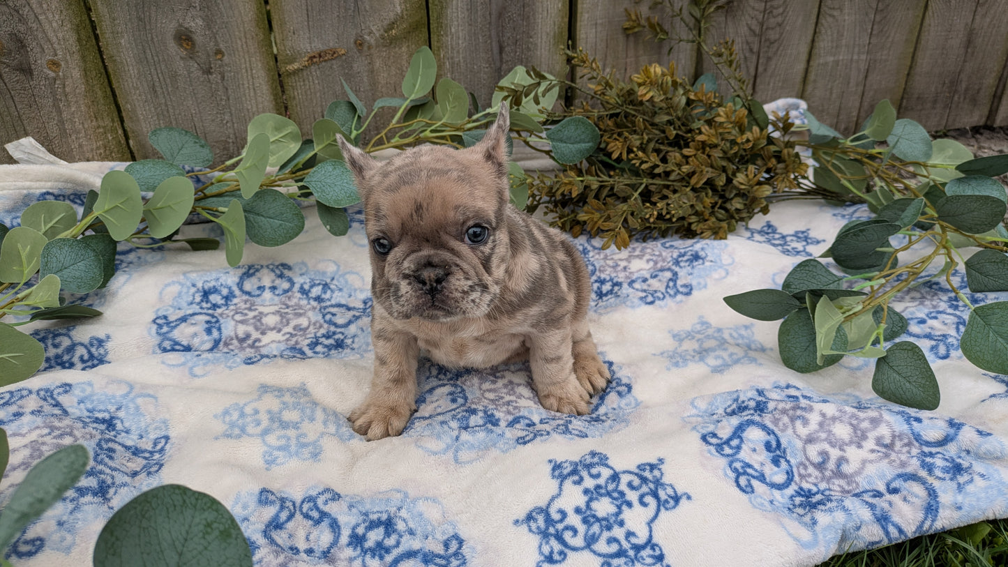 FRENCH BULLDOG (03/04) FEMALE
