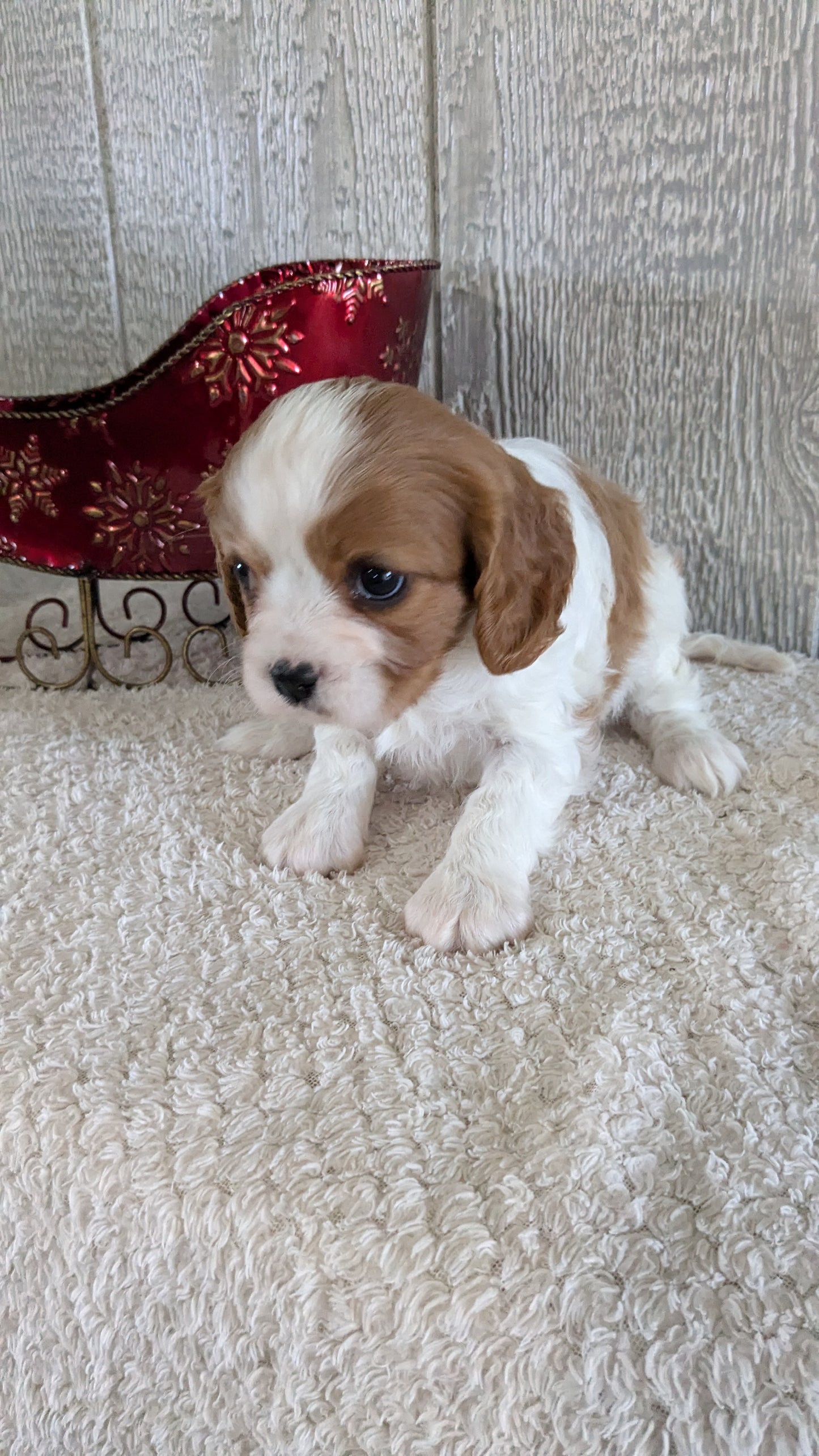 CAVALIER (09/12) FEMALE