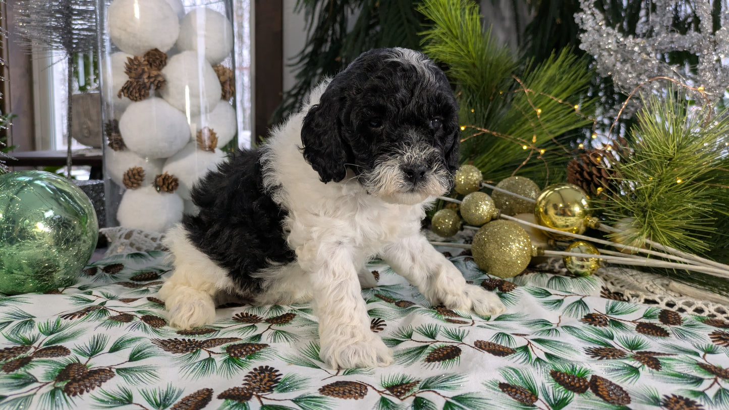 COCKAPOO (10/14) MALE