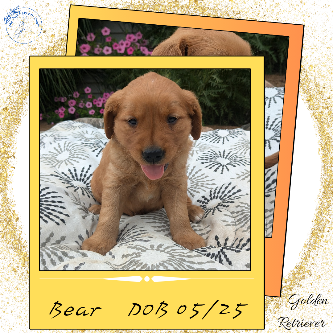 GOLDEN RETRIEVER (05/25) MALE