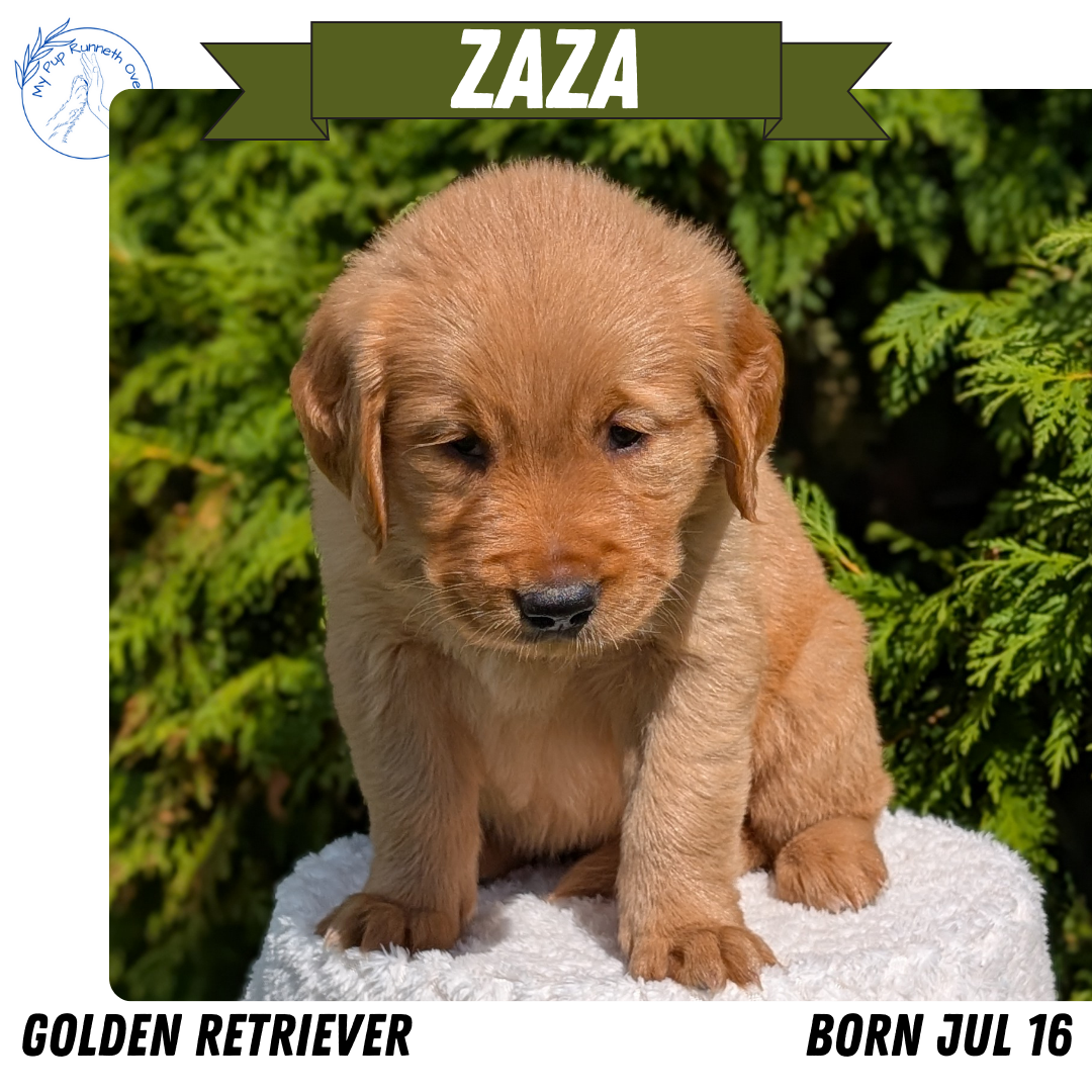 GOLDEN RETRIEVER (07/16) FEMALE