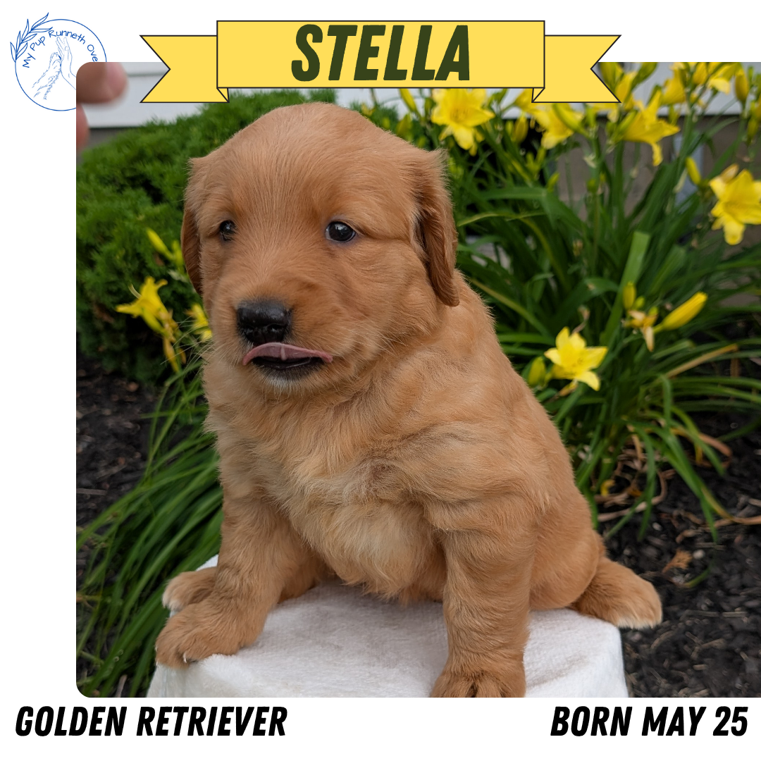 GOLDEN RETRIEVER (05/25) FEMALE