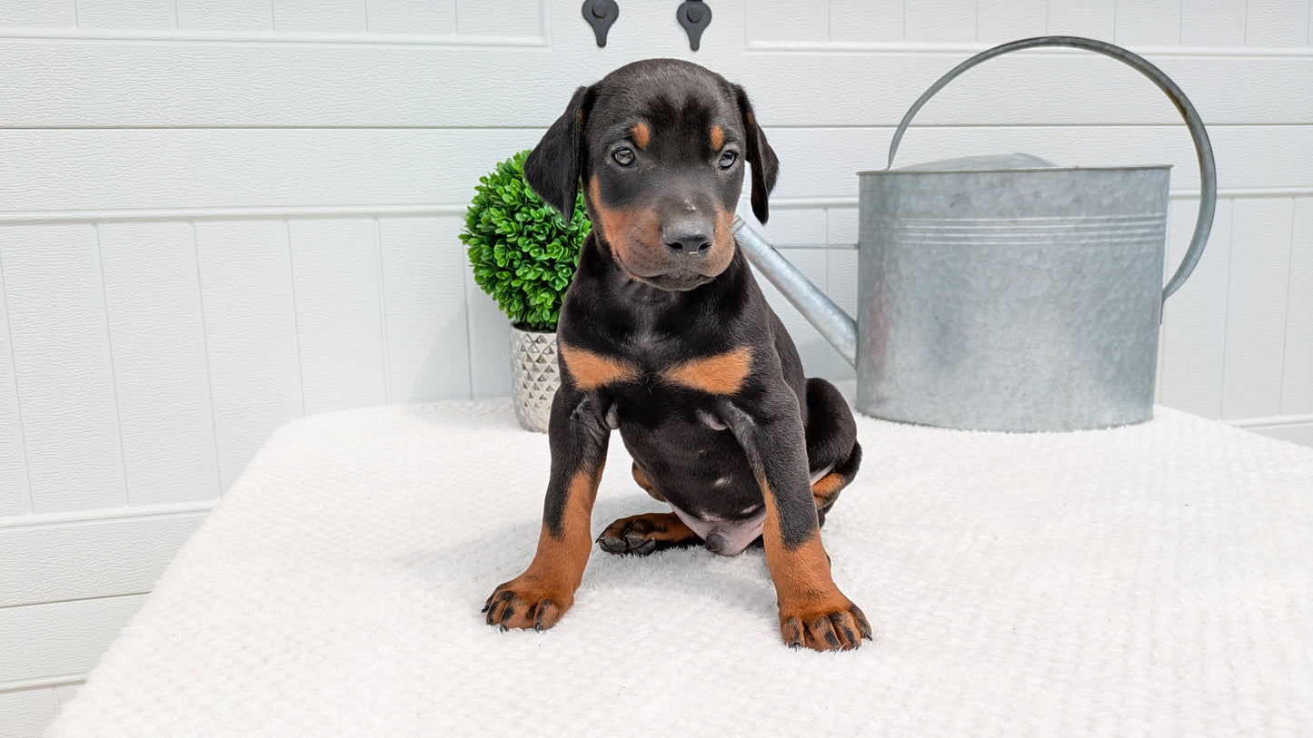 DOBERMAN PINSCHER (03/22) MALE