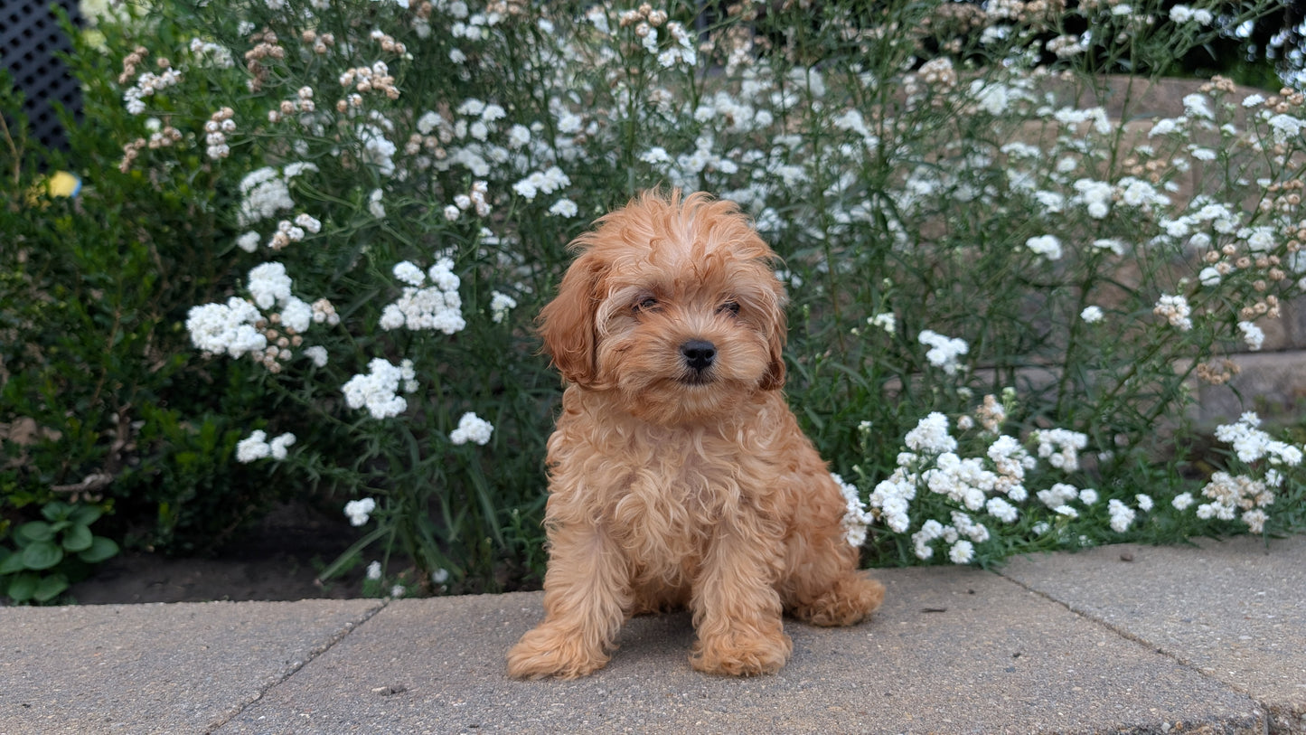 CAVAPOO (05/29) MALE
