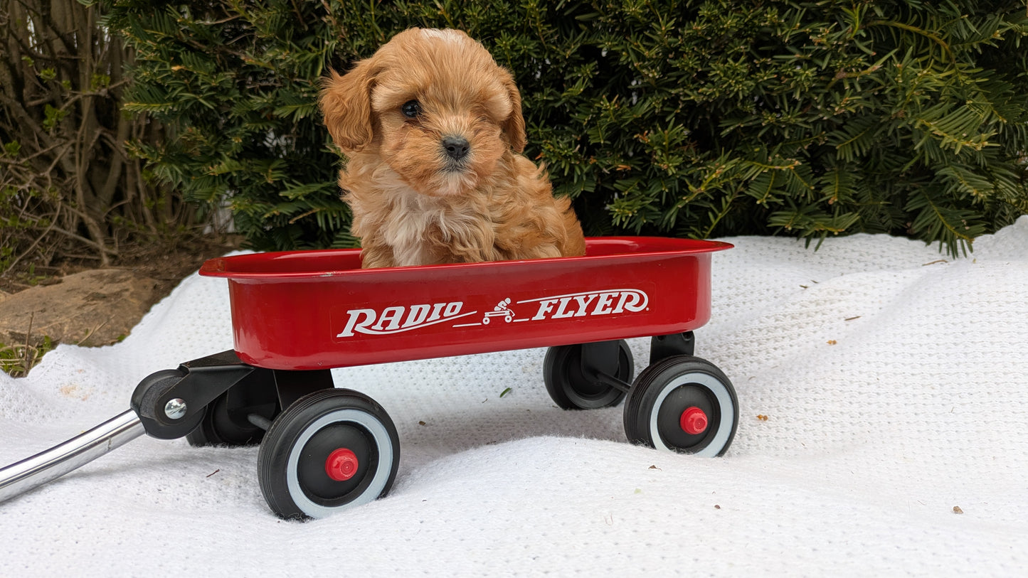 TOY CAVAPOO (02/26) MALE