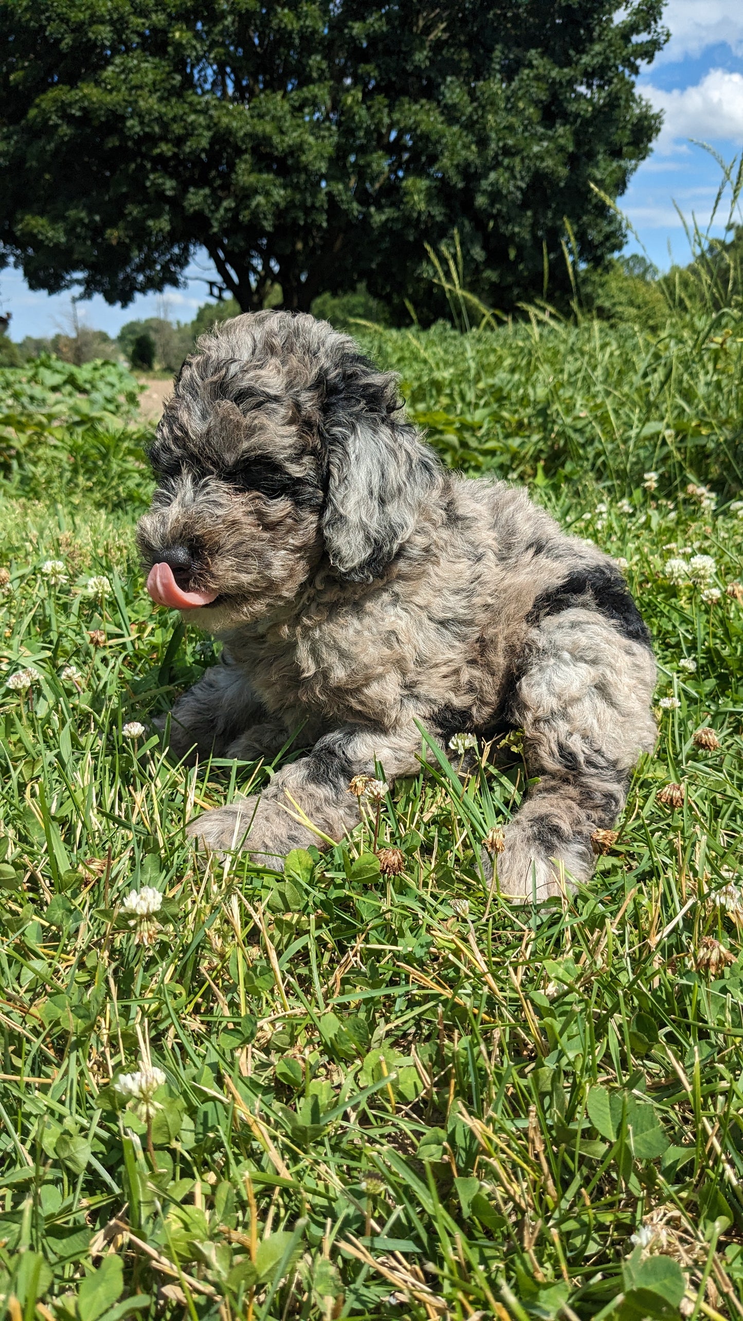 MINI POODLE (04/27) MALE