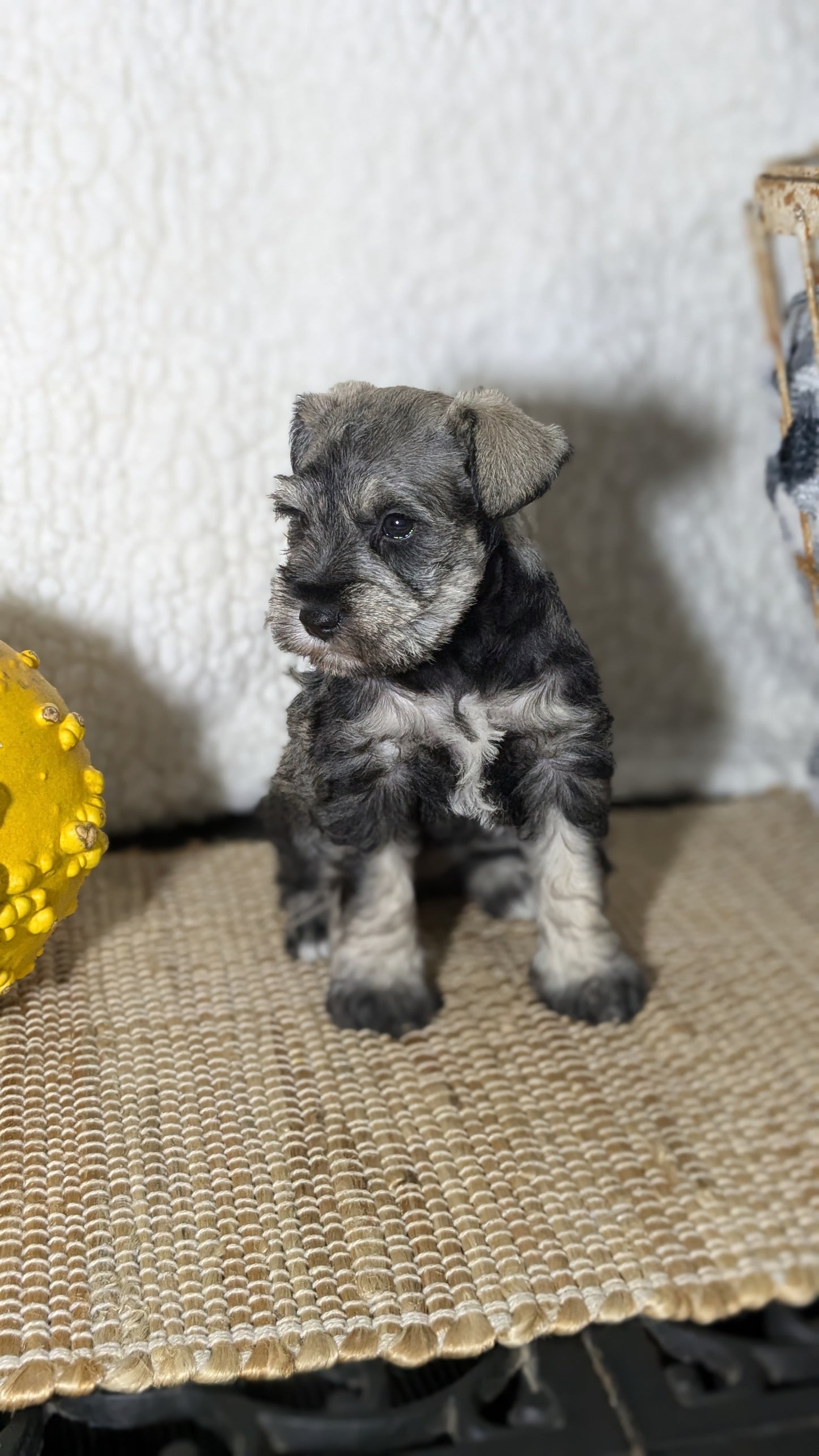 MINI SCHNAUZER (09/22) FEMALE