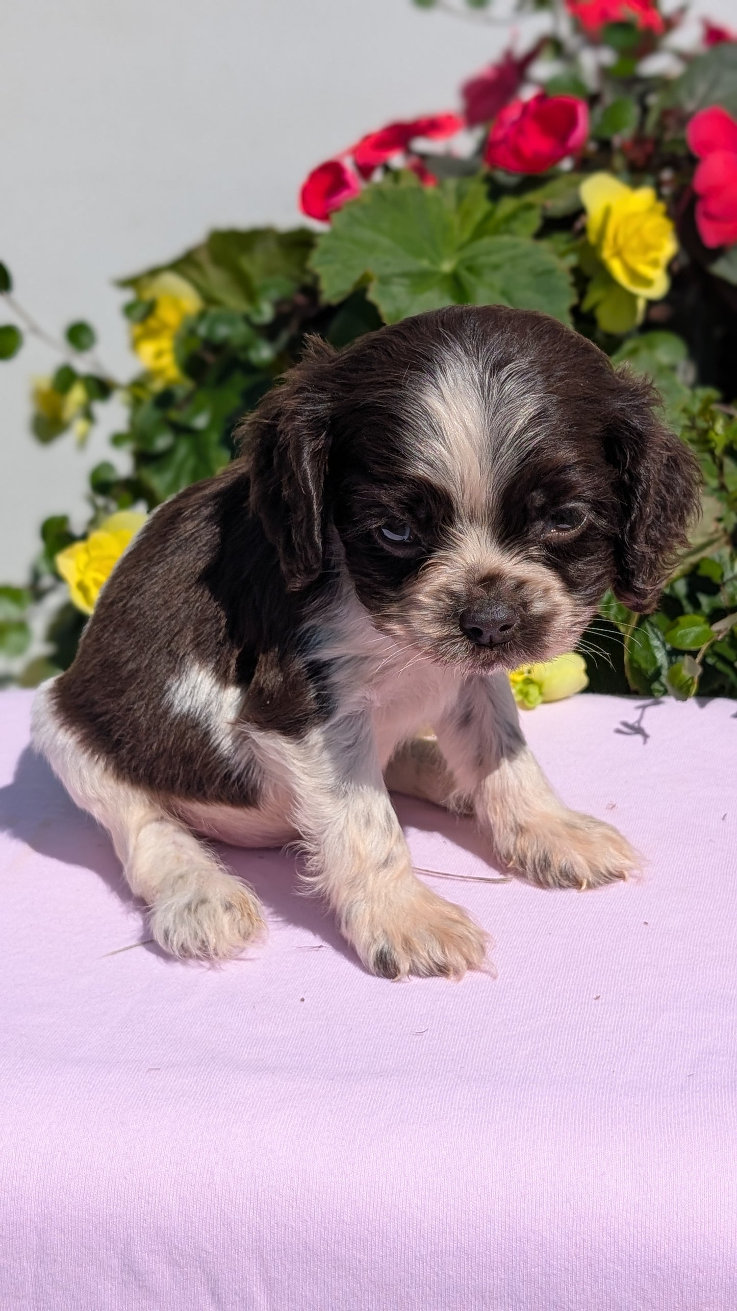 COCKER SPANIEL (07/16) MALE