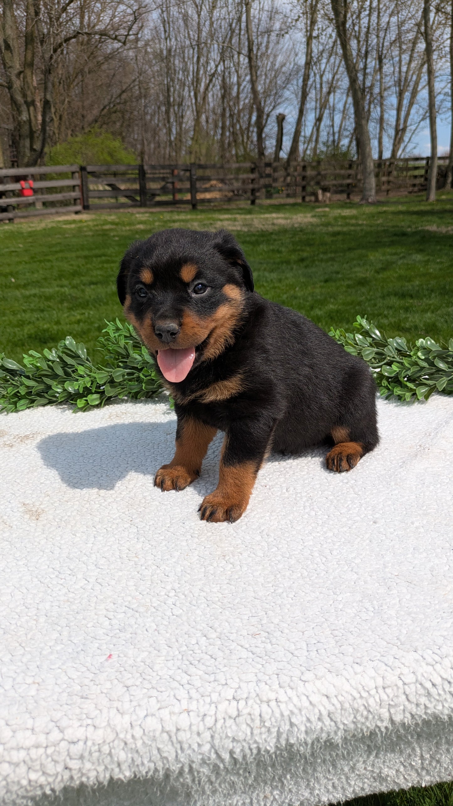 ROTTWEILER (03/18) FEMALE