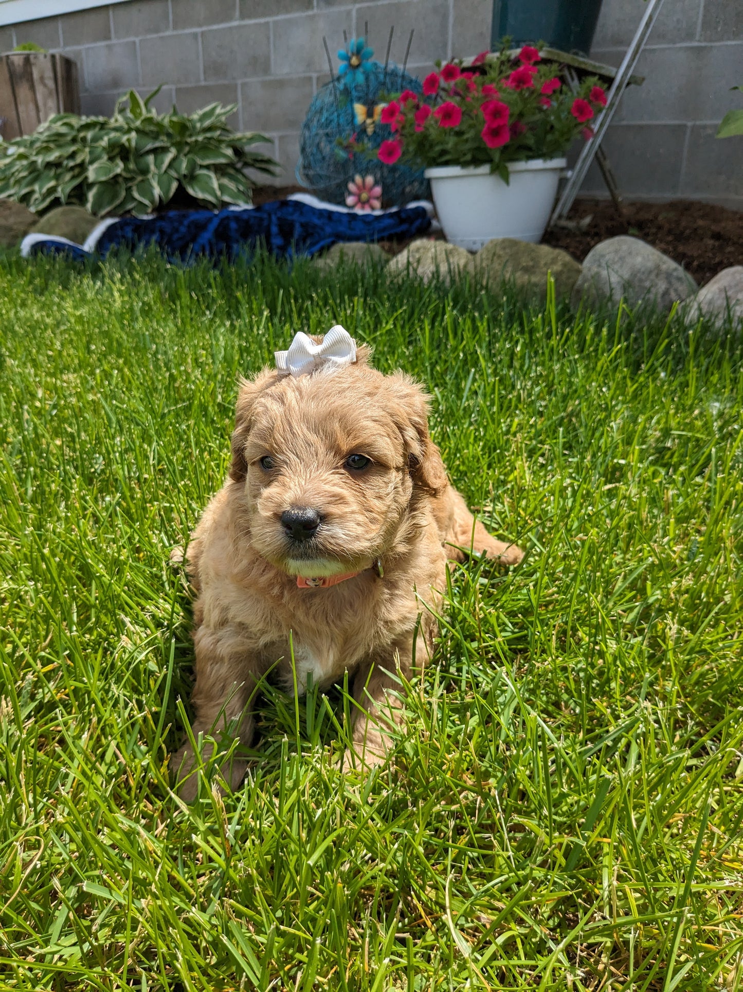 GOLDENDOODLE (05/03) FEMALE