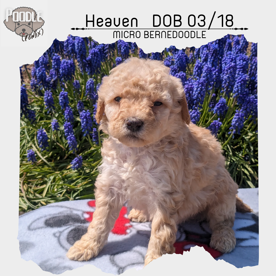 MICRO BERNEDOODLES (03/18) FEMALE
