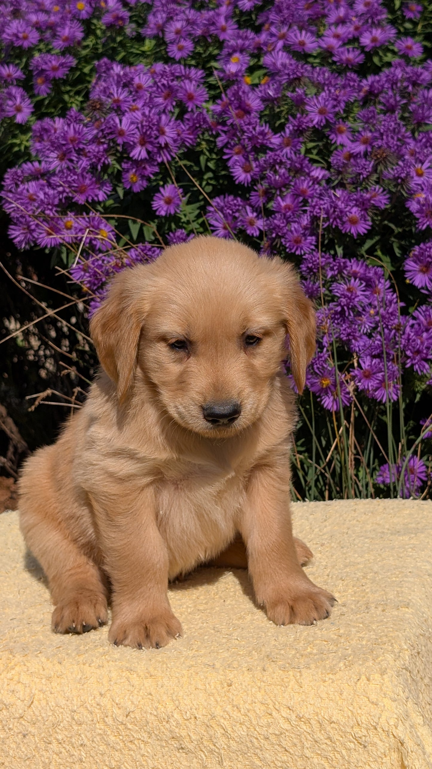 GOLDEN RETRIEVER (08/14) MALE