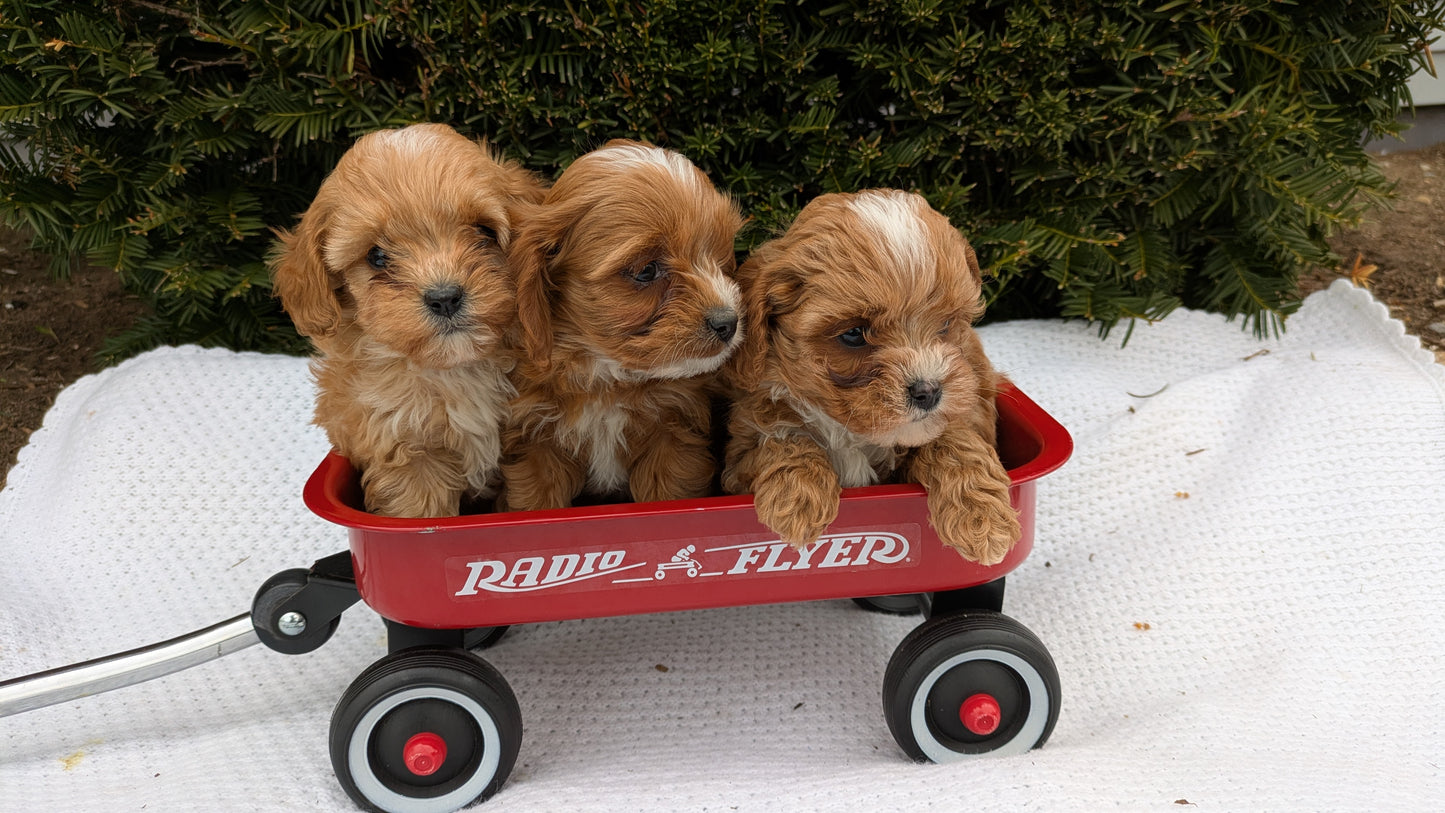 TOY CAVAPOO (02/26) MALE