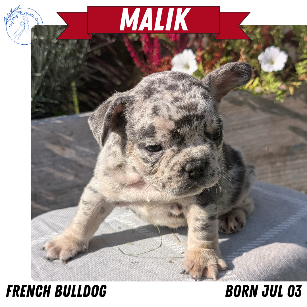 FRENCH BULLDOG (07/03) MALE