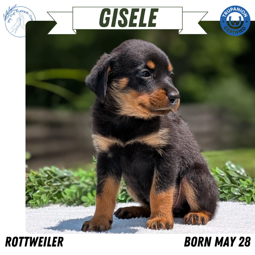 ROTTWEILER (05/28) FEMALE