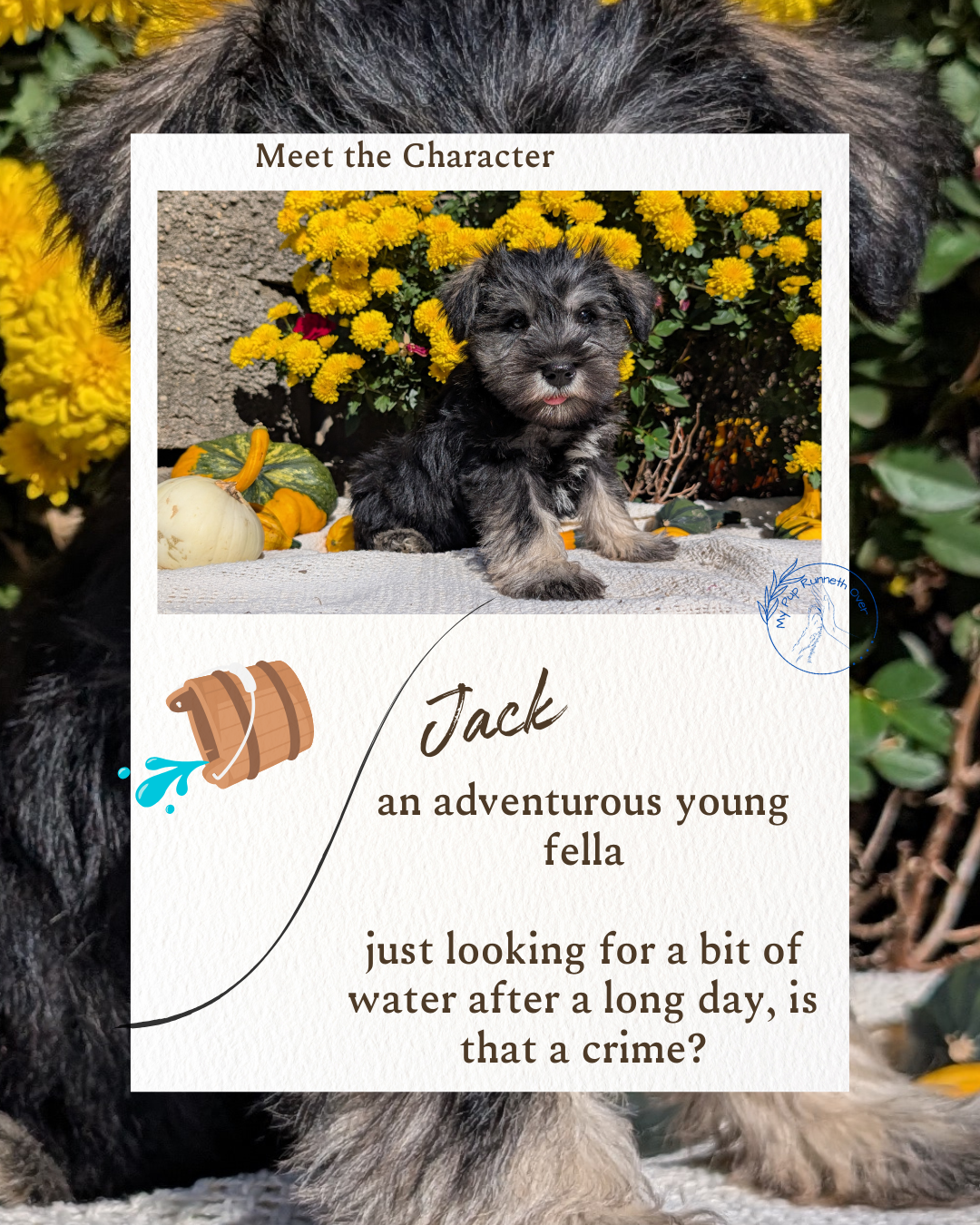 MINI SCHNAUZER (08/21) MALE