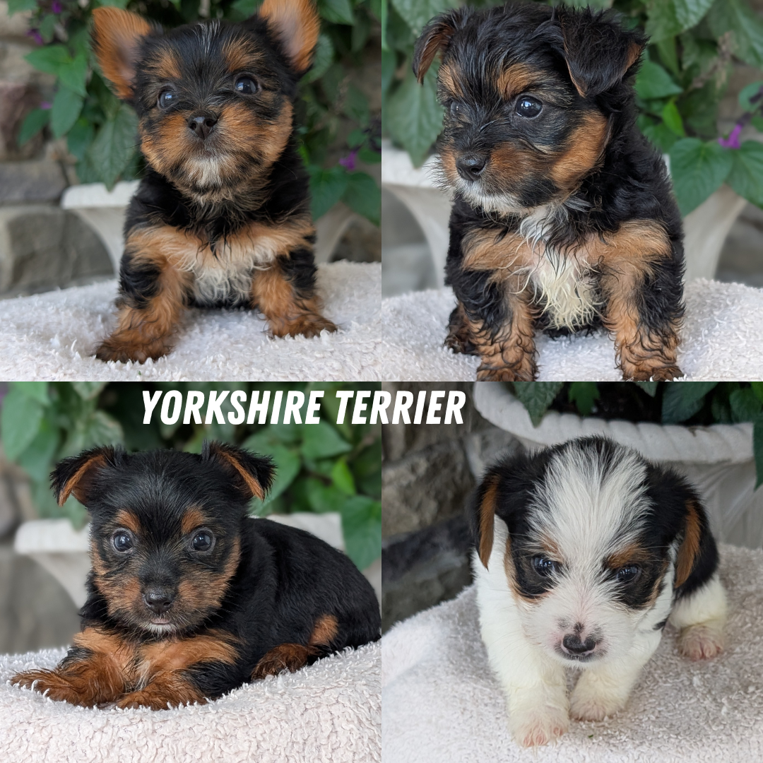 YORKSHIRE TERRIER (05/21) FEMALE