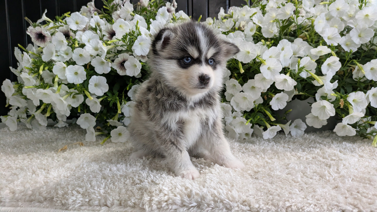 POMSKY (04/01) MALE