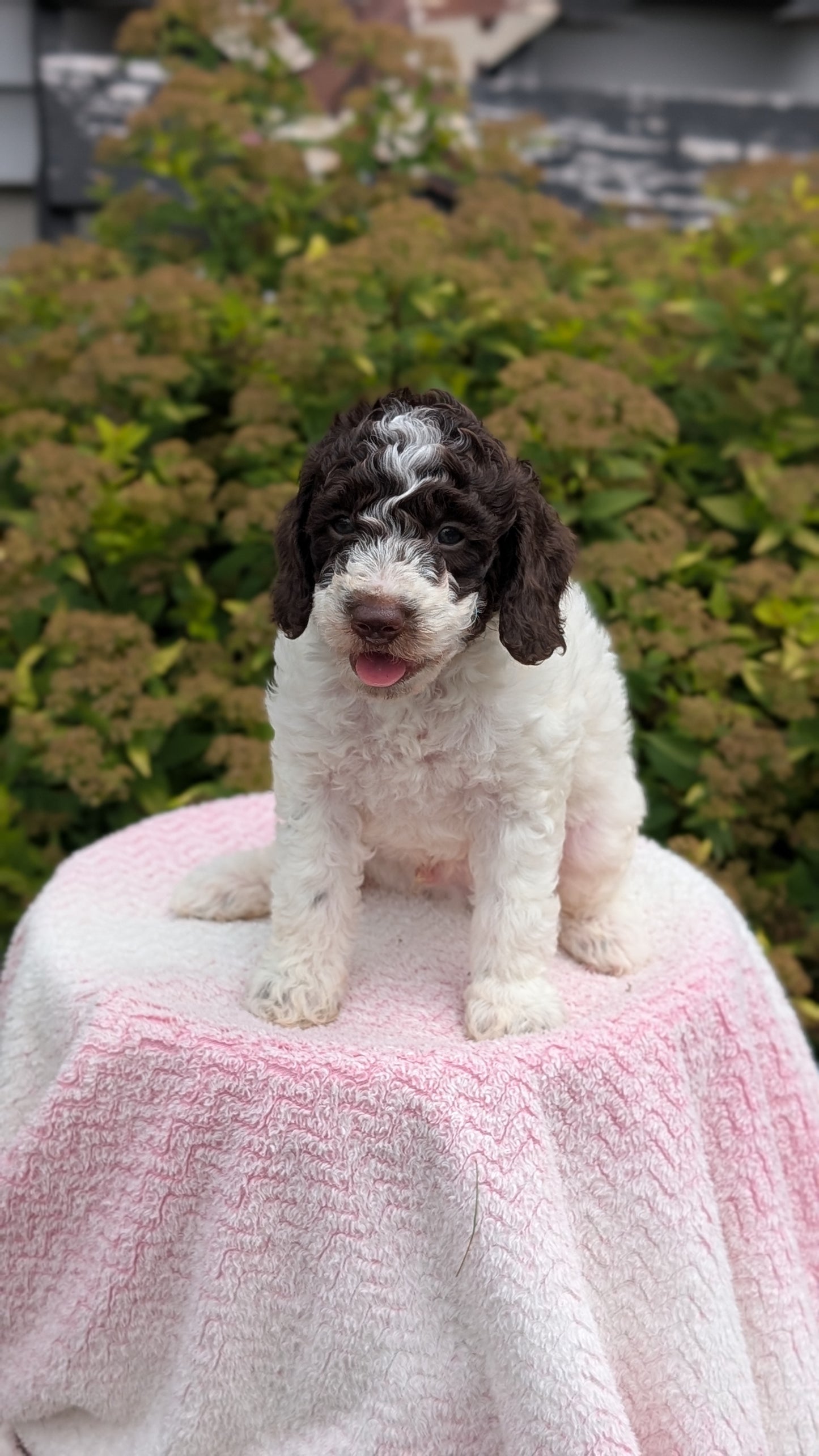 MINI POODLE (06/07) MALE