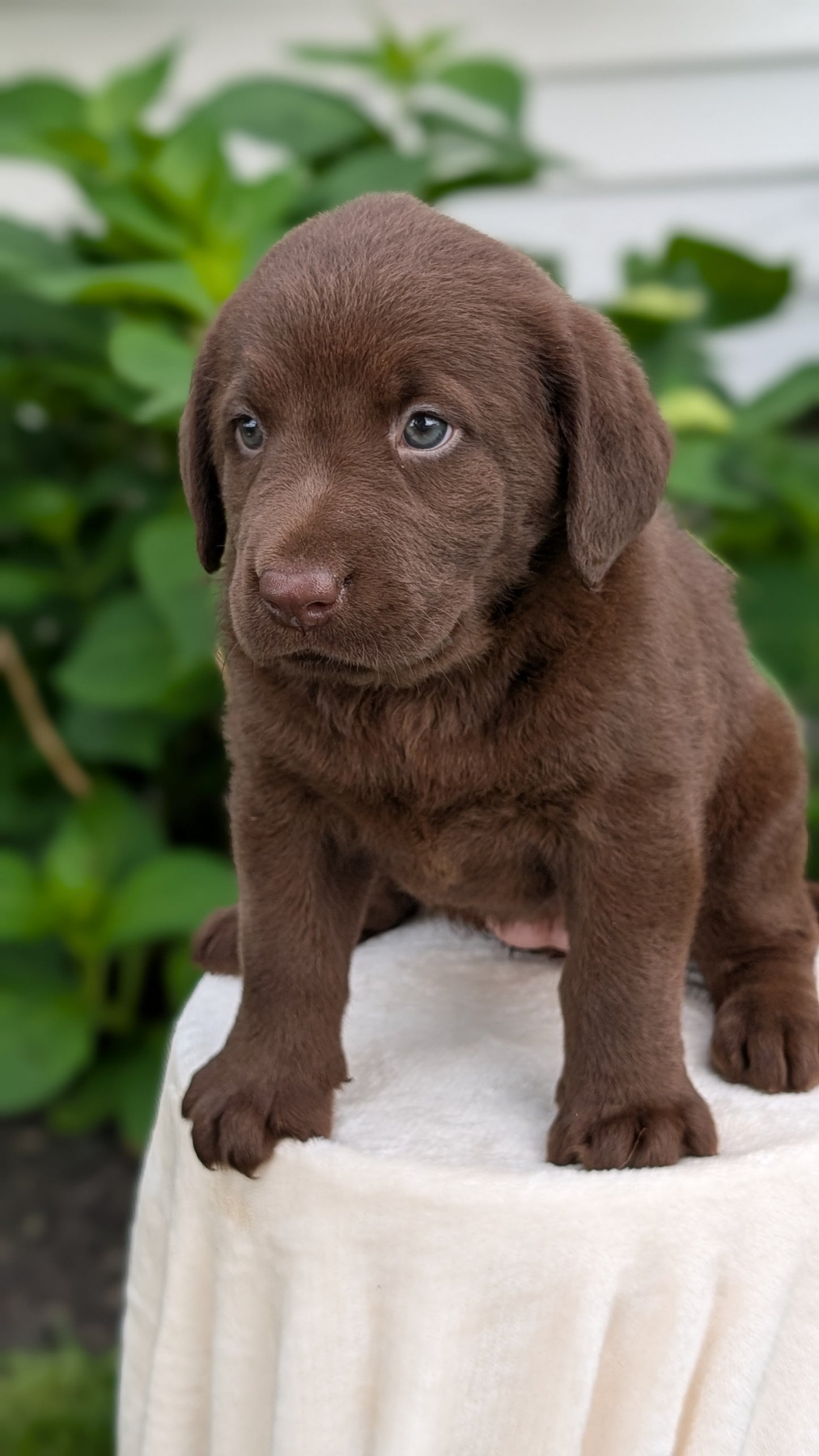 LABRADOR RETRIEVER (05/21) FEMALE