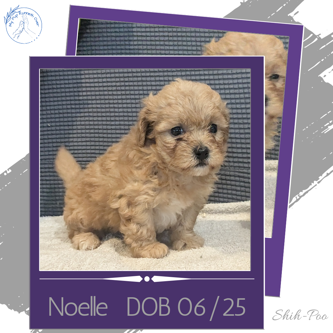 SHIH-POO (06/25) FEMALE