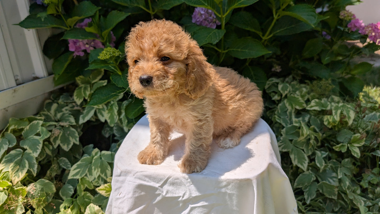 CAVAPOO (05/23) MALE
