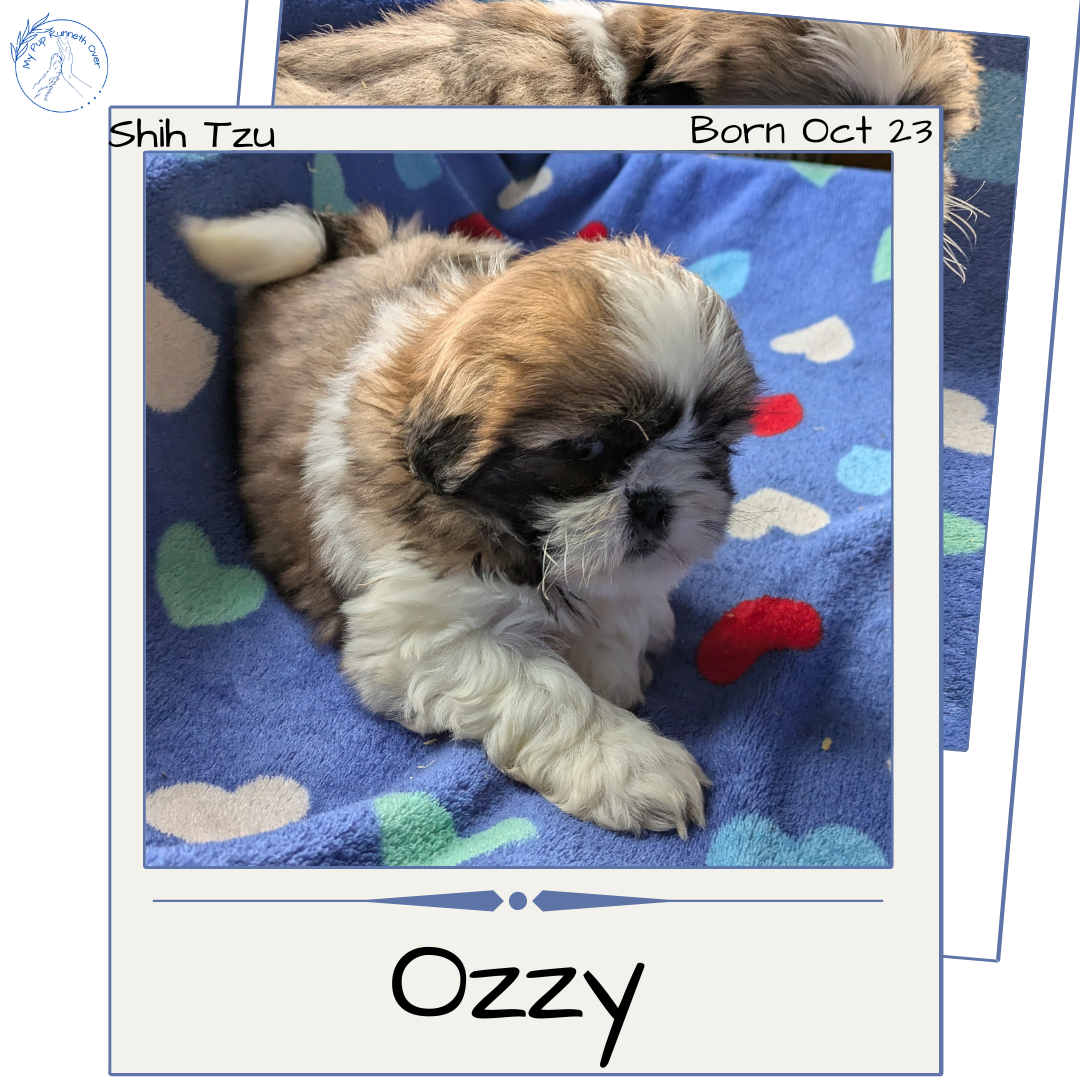 SHIH TZU (10/23) MALE