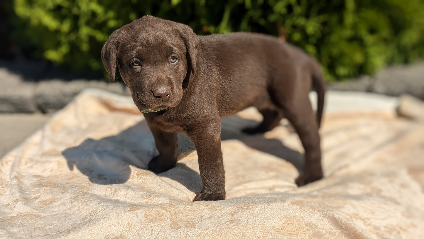 LABRADOR RETRIEVER (08/05) FEMALE