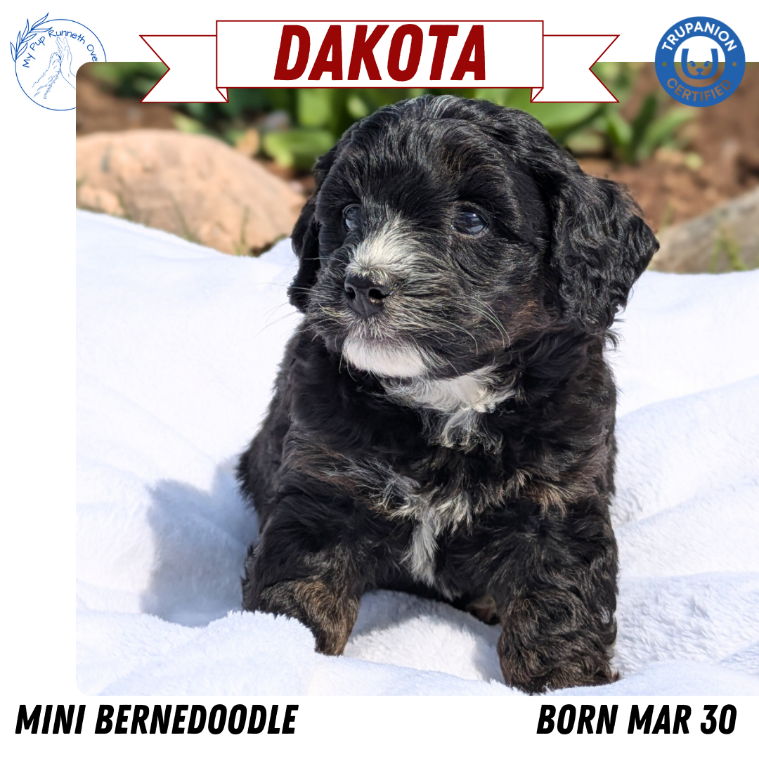 MINI BERNEDOODLE (03/30) FEMALE