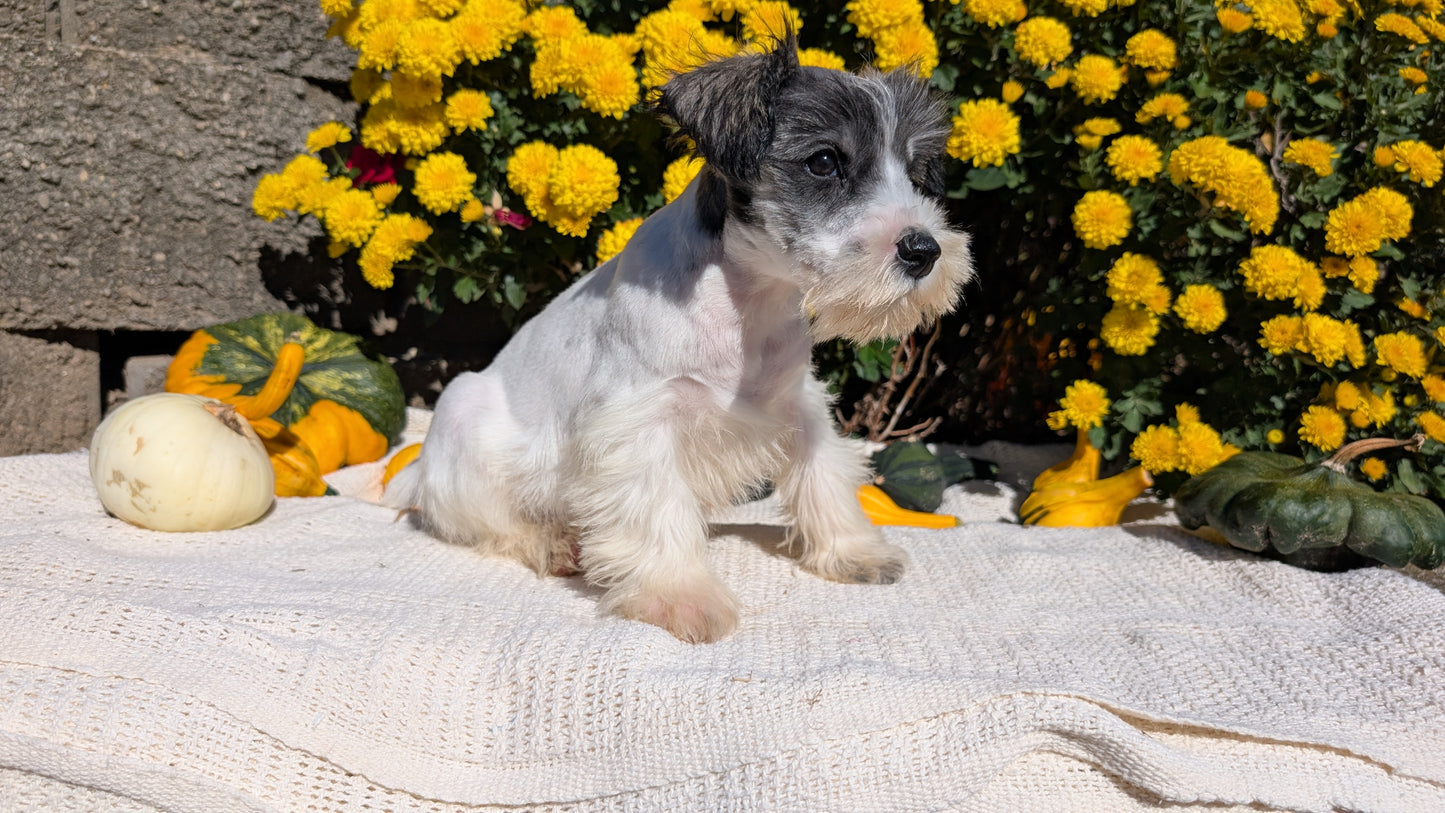 MINI SCHNAUZER (08/06) MALE