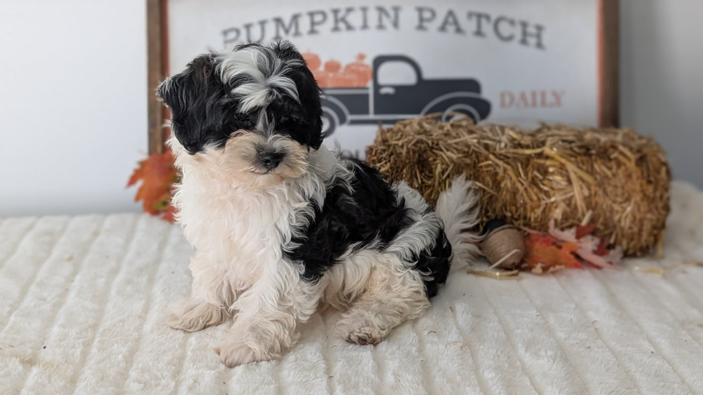 SHIHPOO (07/26) MALE