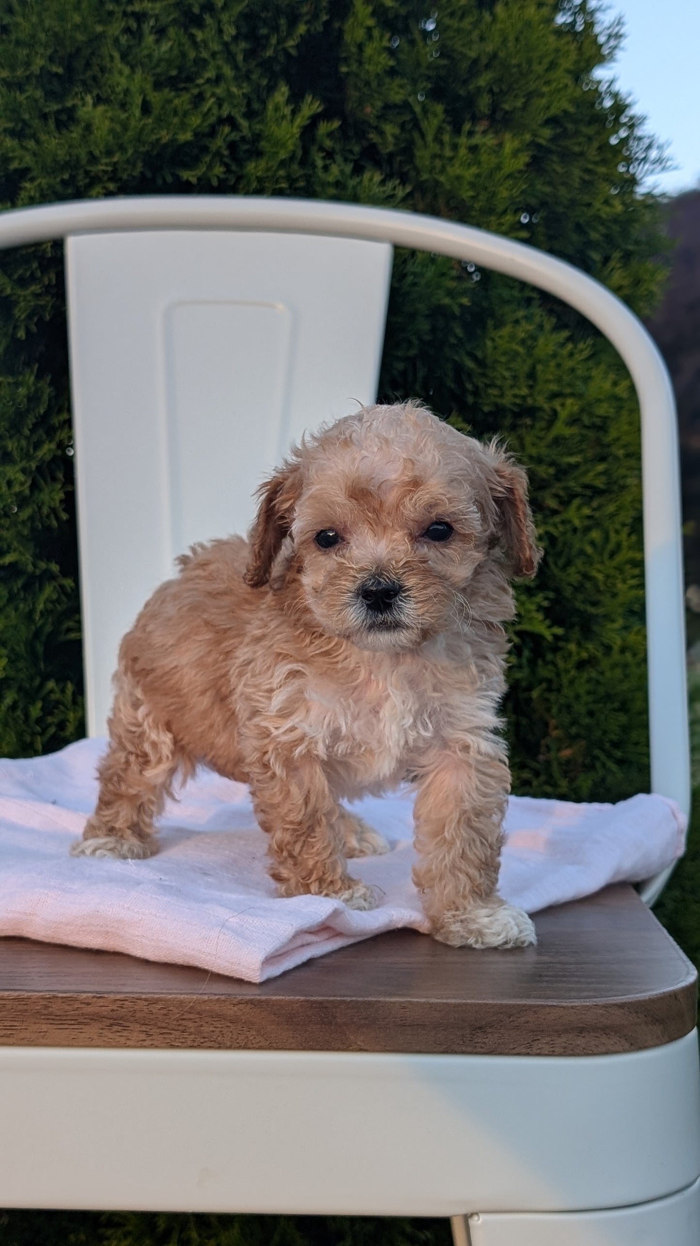 MINI POODLE (MAY 12) MALES