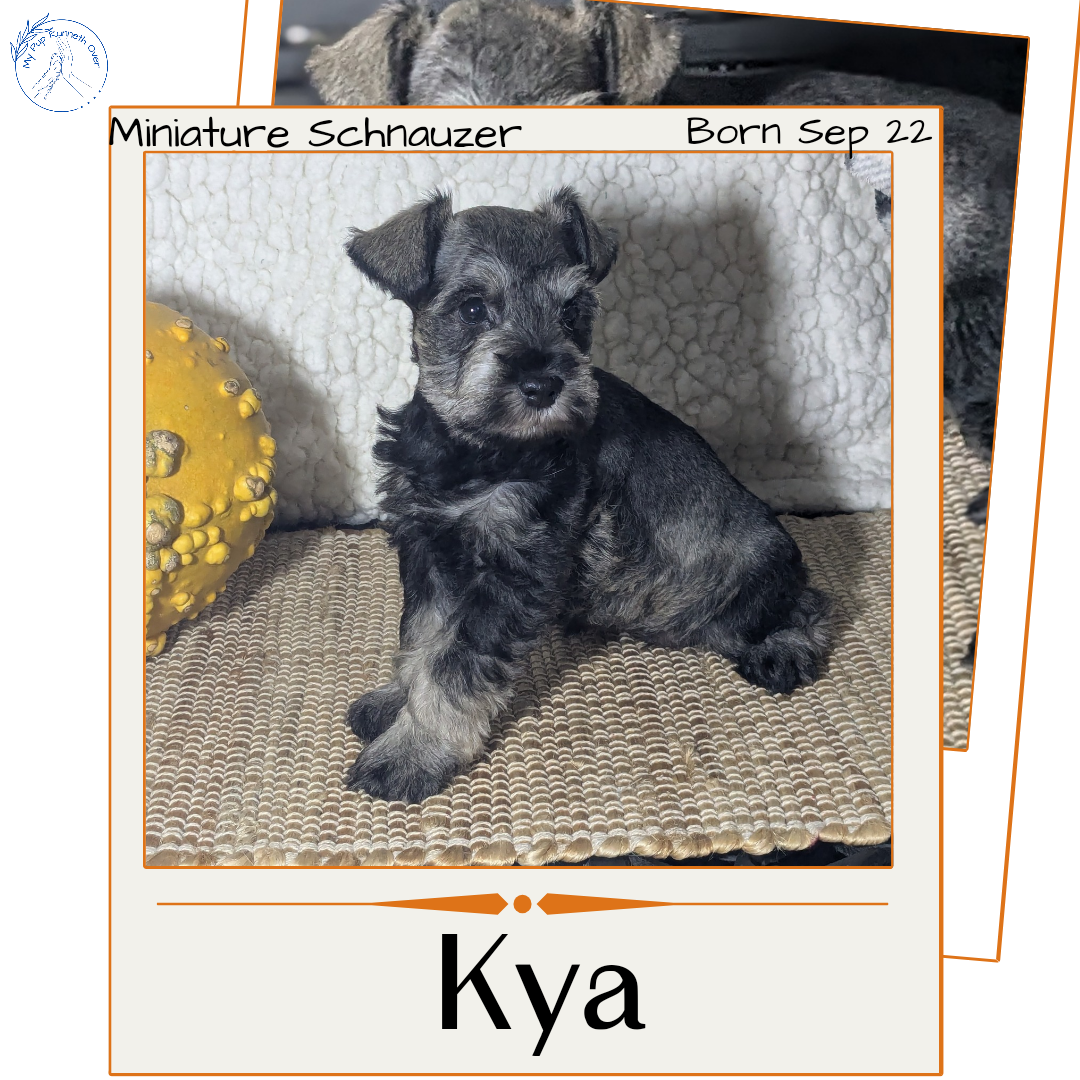 MINI SCHNAUZER (09/22) FEMALE