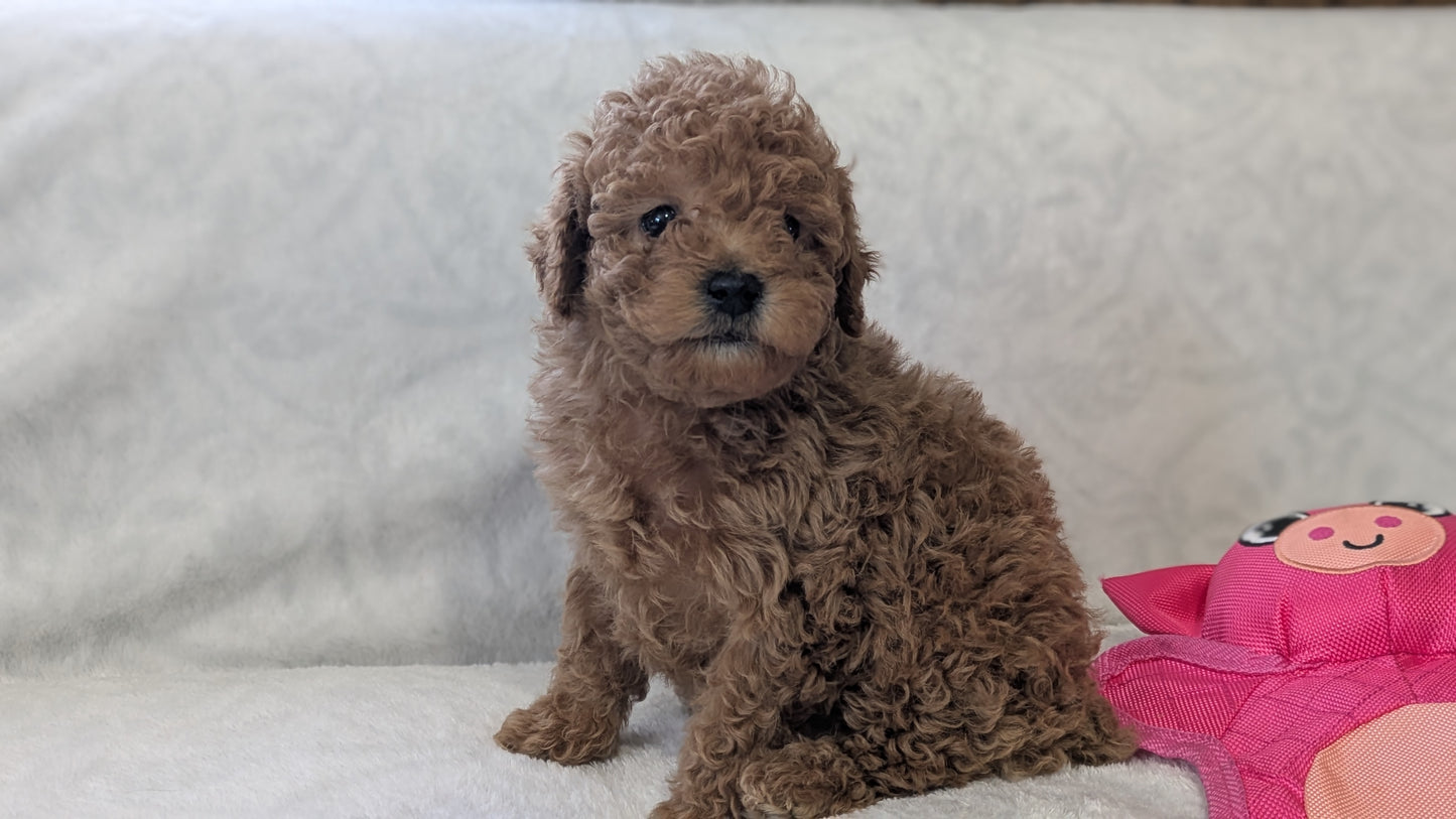 MINI POODLE (01/10) MALE