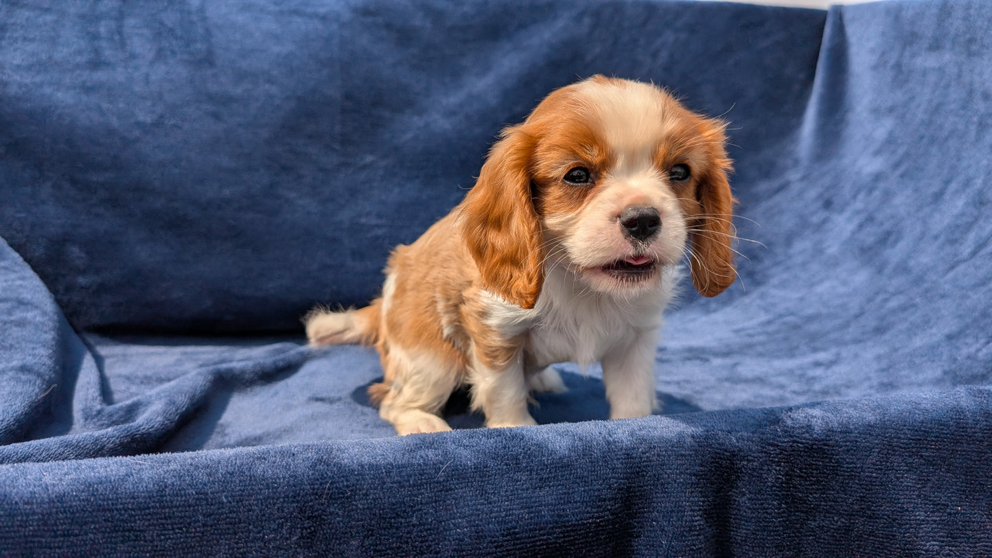 CAVALIER (05/19) MALE
