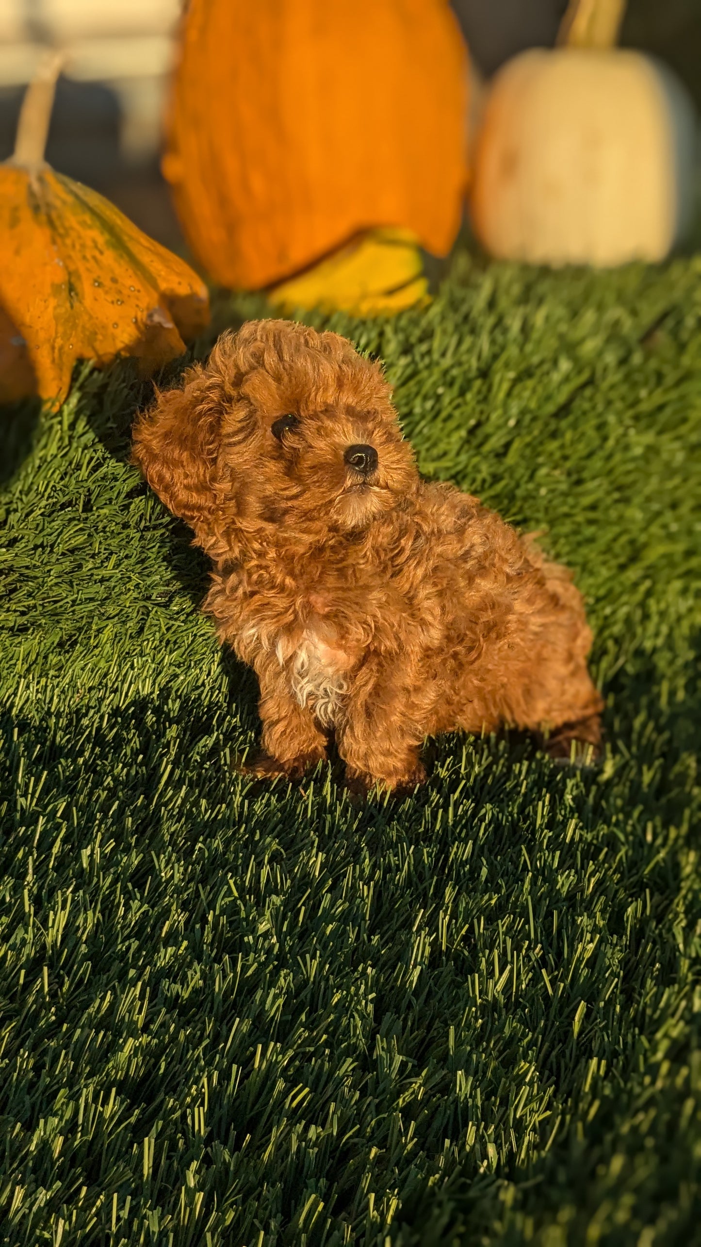 TOY CAVAPOO (07/30) FEMALE