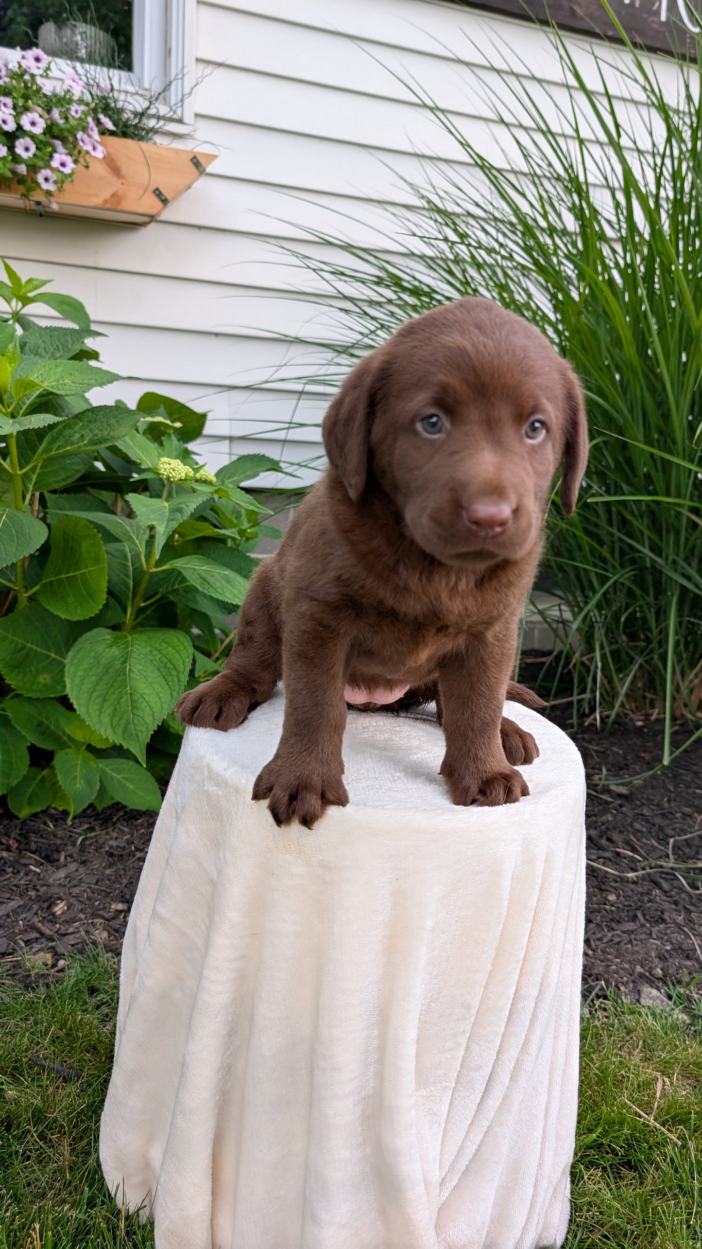 LABRADOR RETRIEVER (05/21) FEMALE