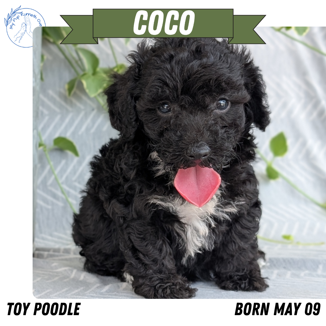 TOY POODLE (05/09) FEMALE