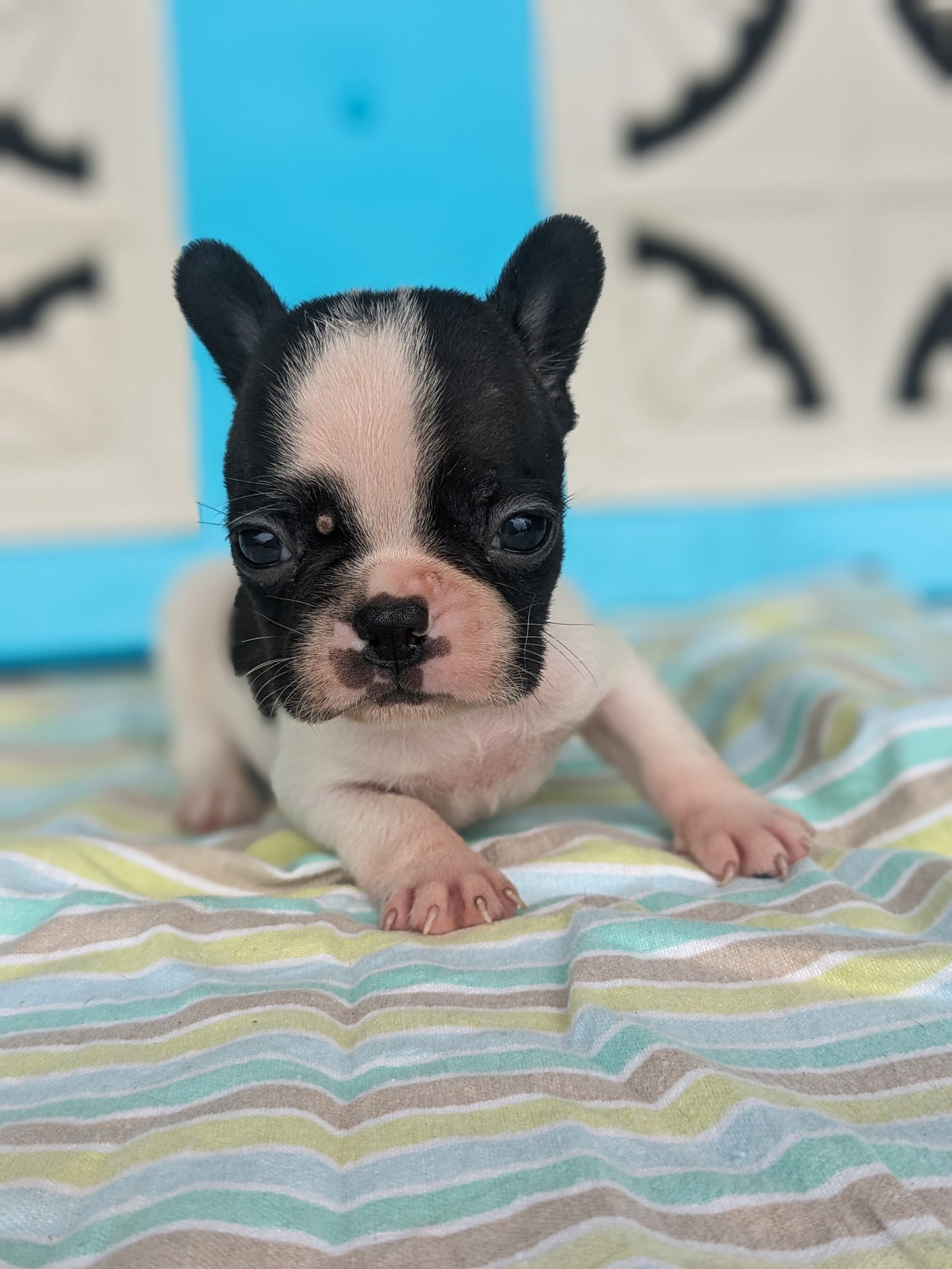 FRENCHTON (04/11) MALE