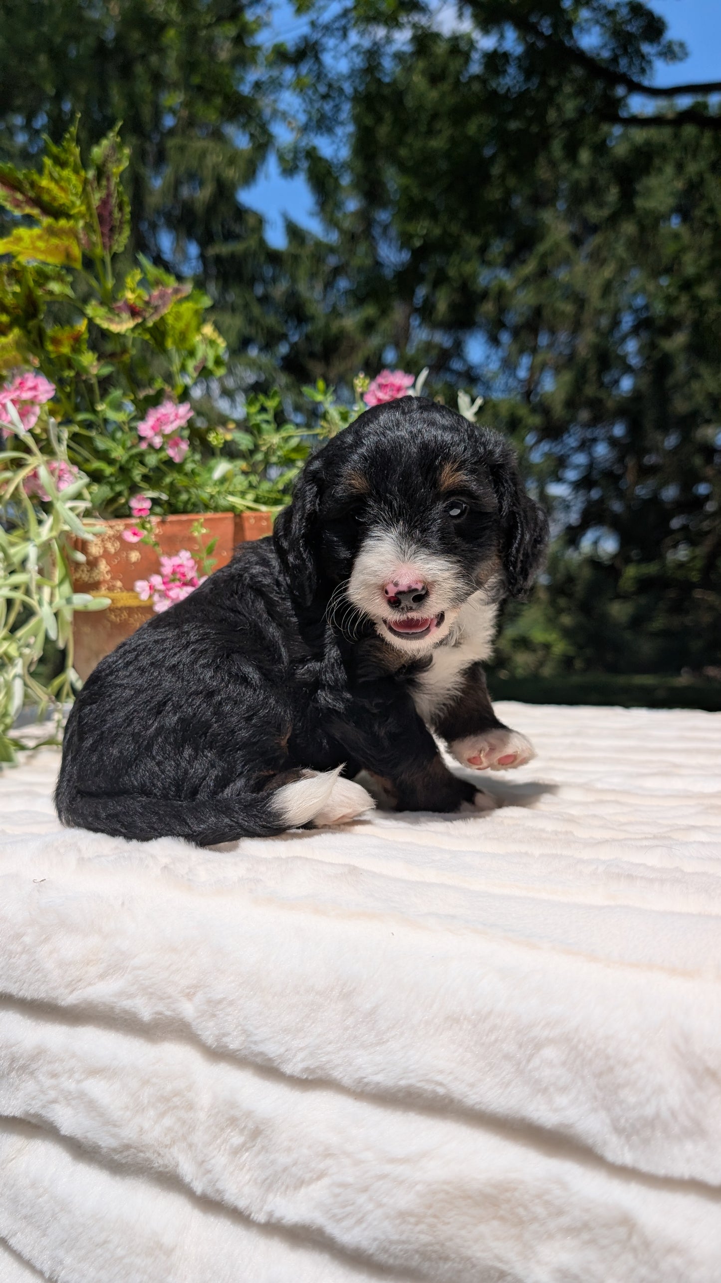 MINI BERNEDOODLE (06/11) MALE