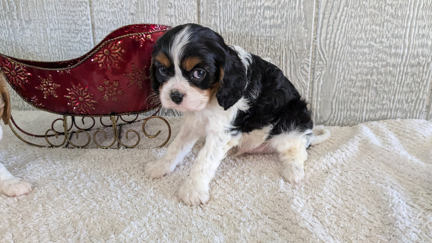 CAVALIER (09/12) MALE