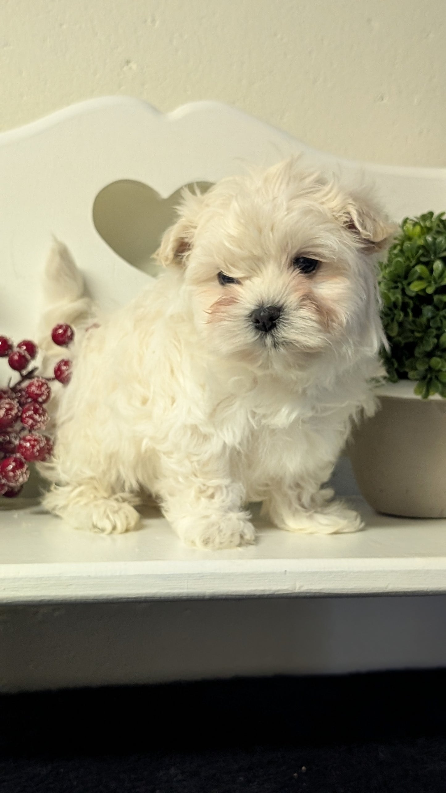 MALTESE (NOV 15) MALES