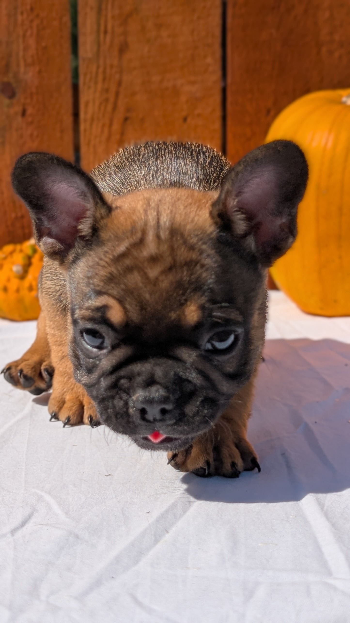 FRENCH BULLDOG (08/12) MALE