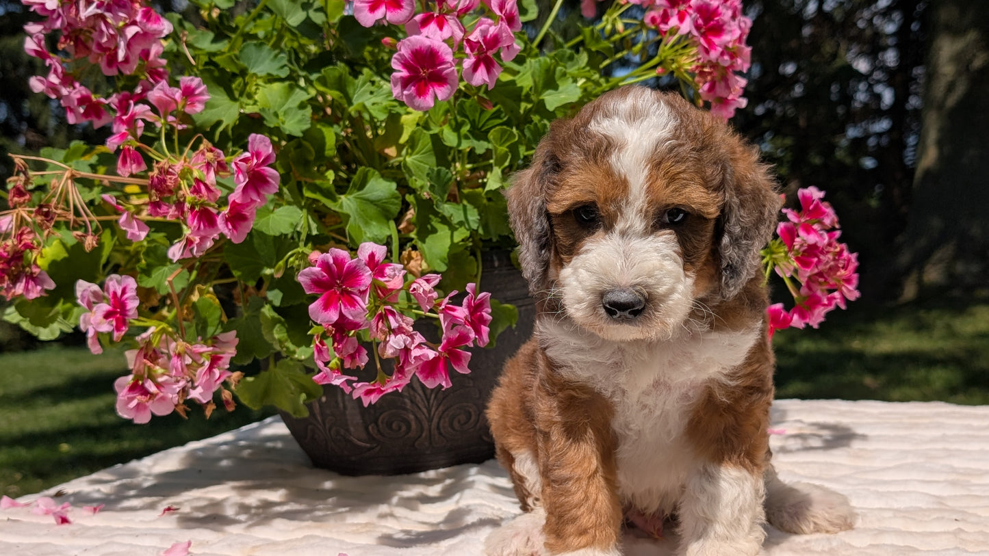 MINI BERNEDOODLE (06/11) MALE