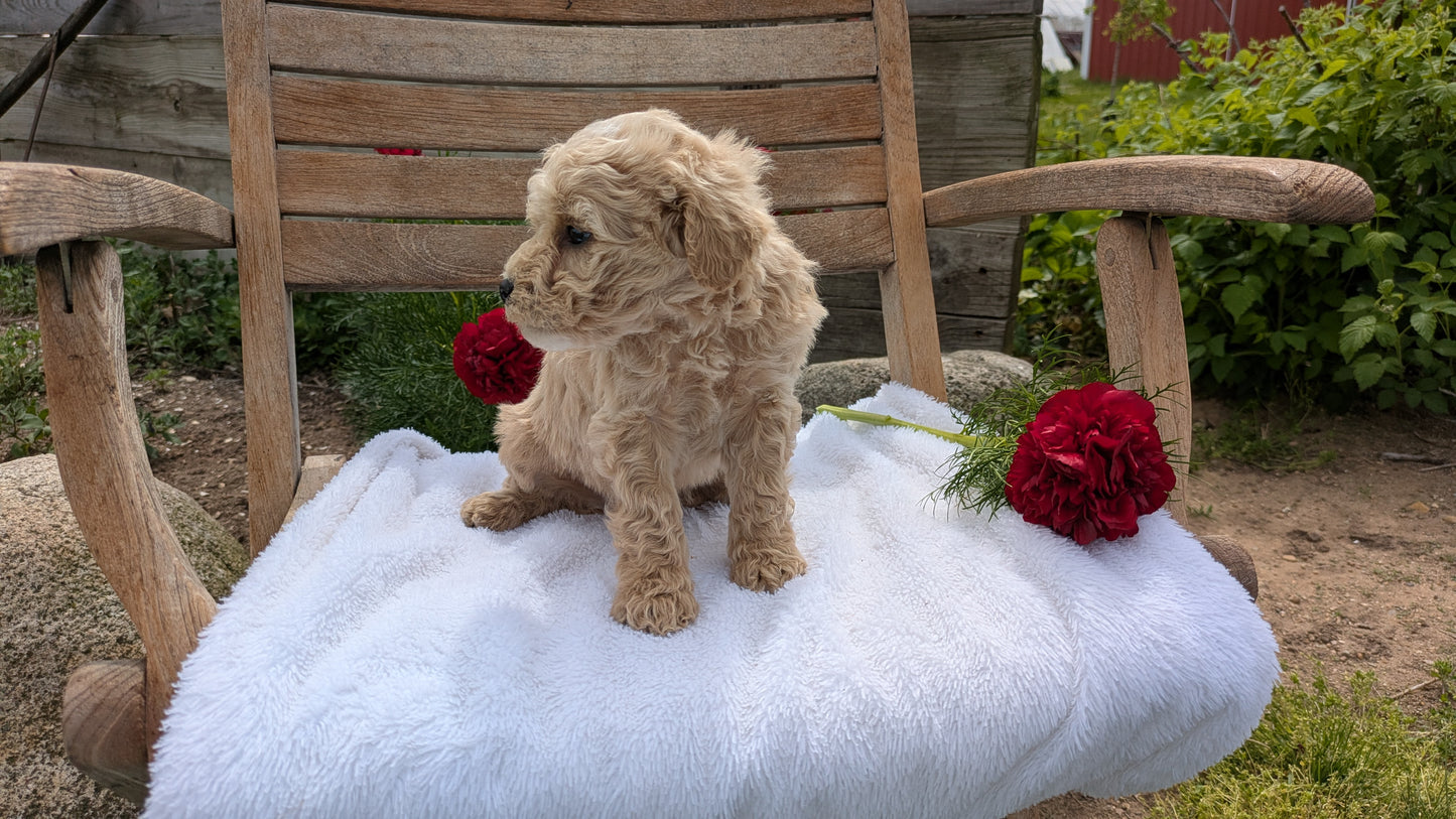 MINI POODLE (03/30) MALE