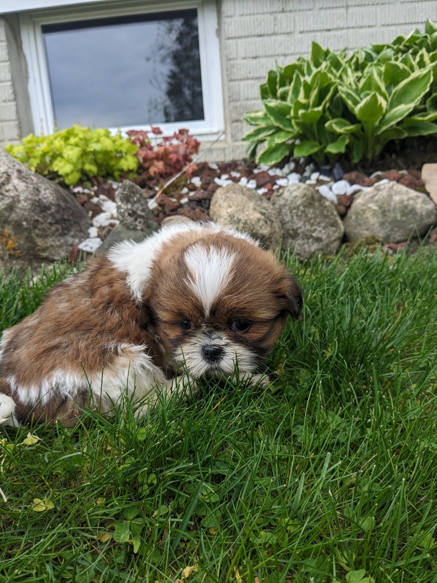 SHIH TZU (03/17) MALE