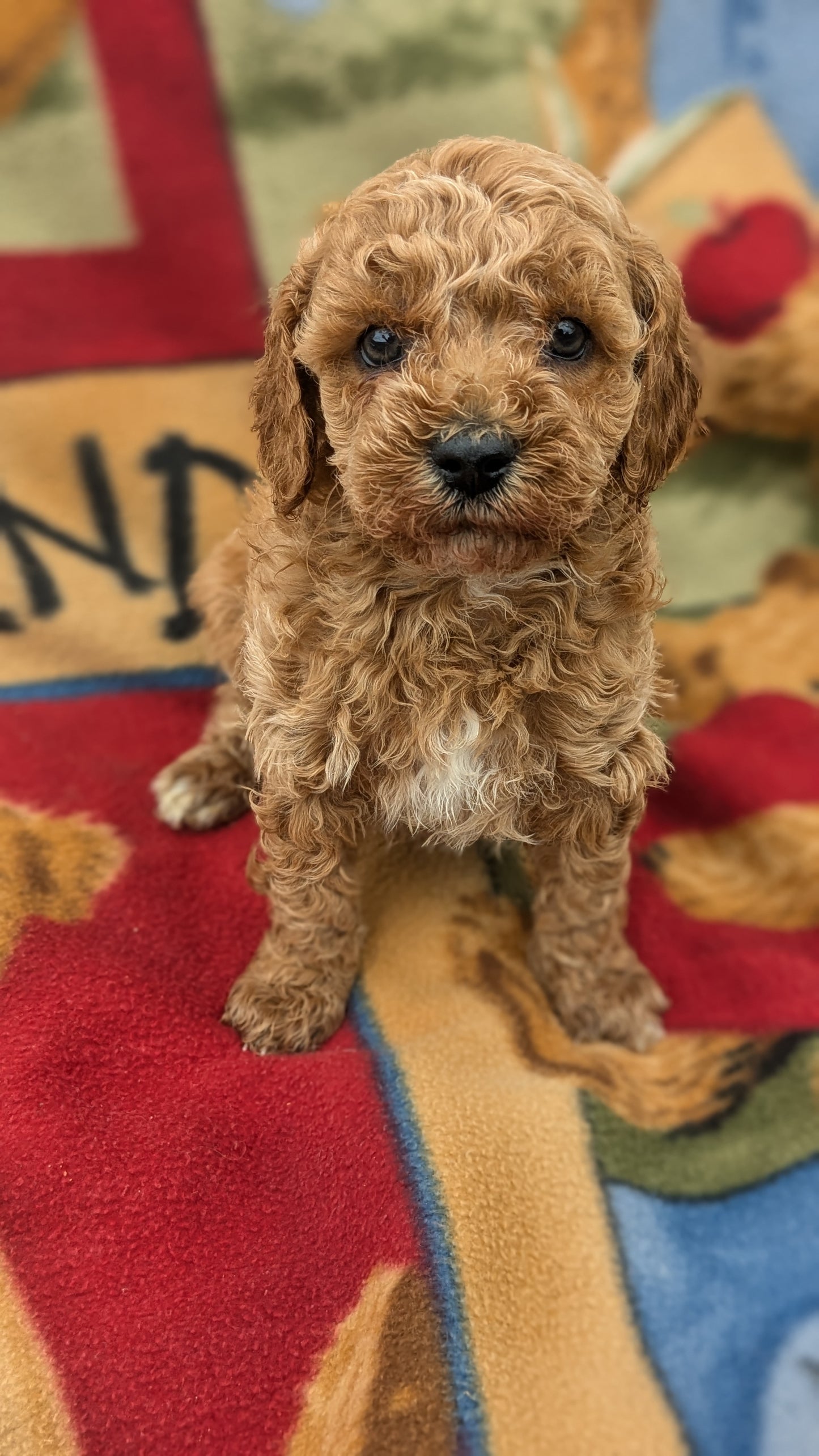 MINI POODLE (09/27) MALE