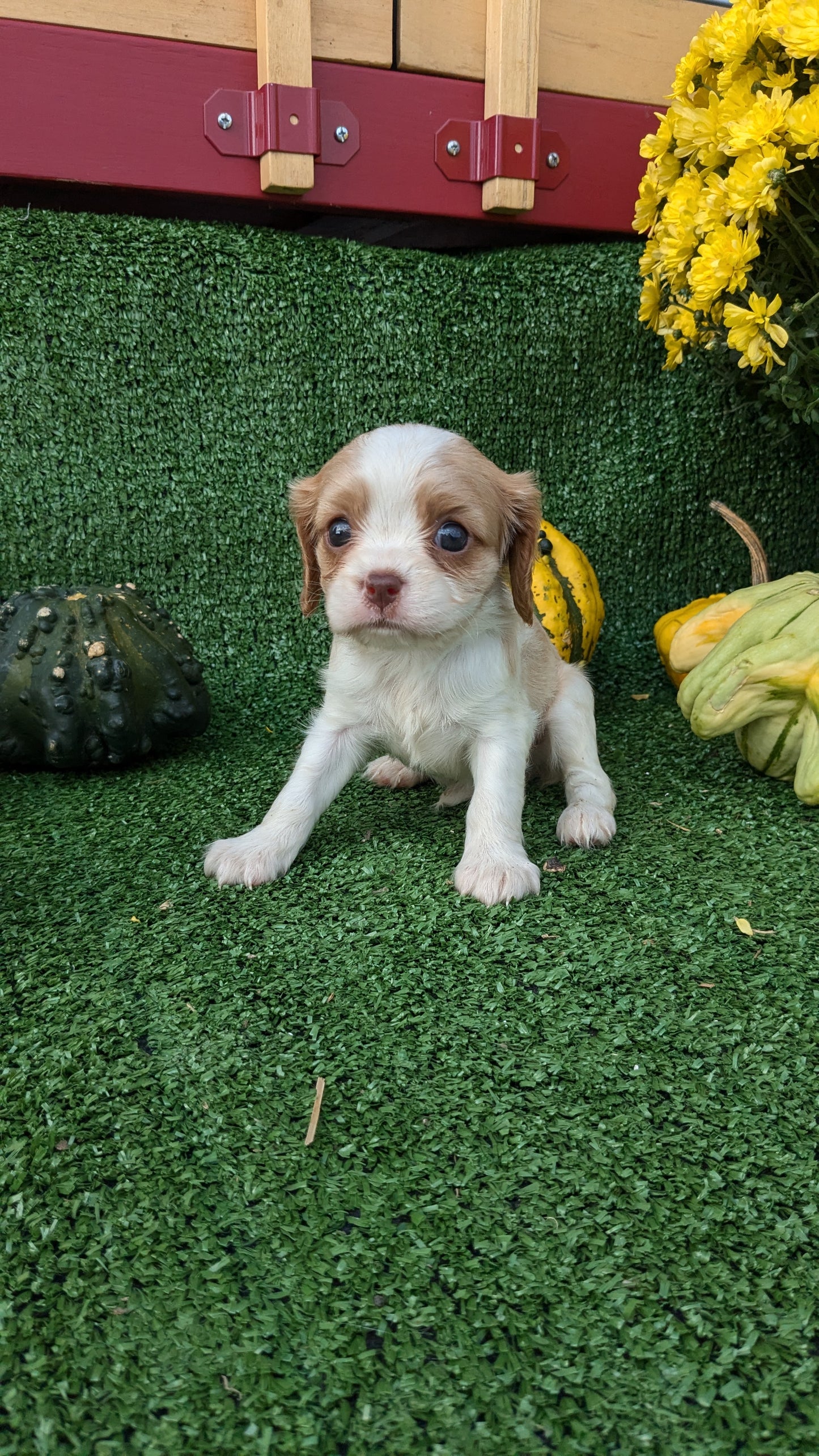 CAVALIER (08/12) FEMALE
