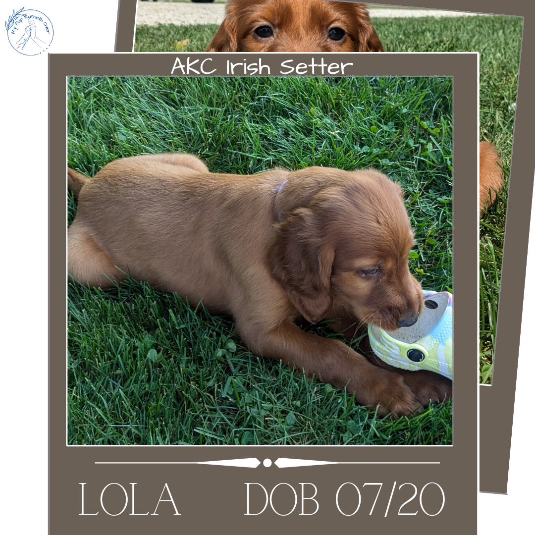 IRISH SETTER (07/20) FEMALE