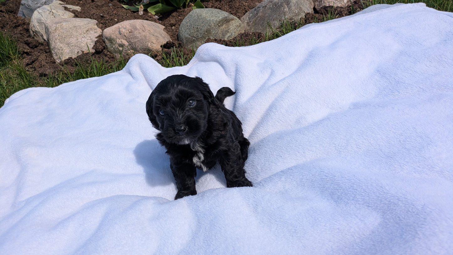MINI BERNEDOODLE (03/30) FEMALE